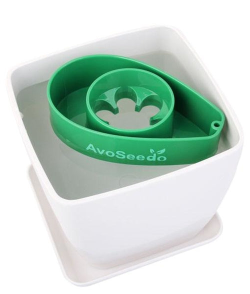 White Pot / Green AvoSeedo