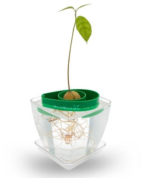 Transparent Pot / Green AvoSeedo