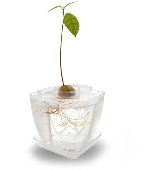 Transparent Pot / Transparent AvoSeedo